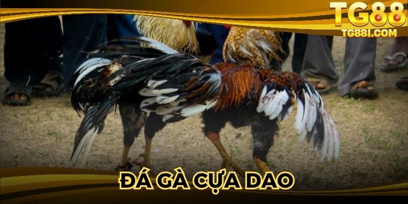 Đá gà Cựa Dao – Thưởng Thức Trận Đấu Đỉnh Cao Tại TG88
