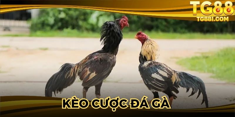 Kèo Cược Đá Gà – Đấu Trường Đỉnh Cao Rinh Thưởng Bạc Tỷ