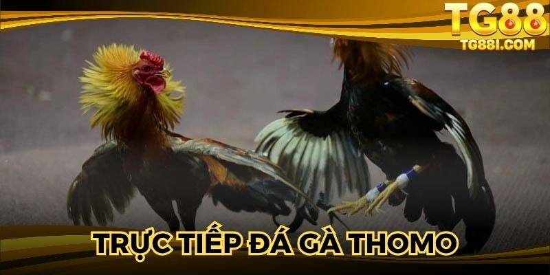 Trực Tiếp Đá Gà Thomo – Thiên Đường Giải Trí Đỉnh Cao